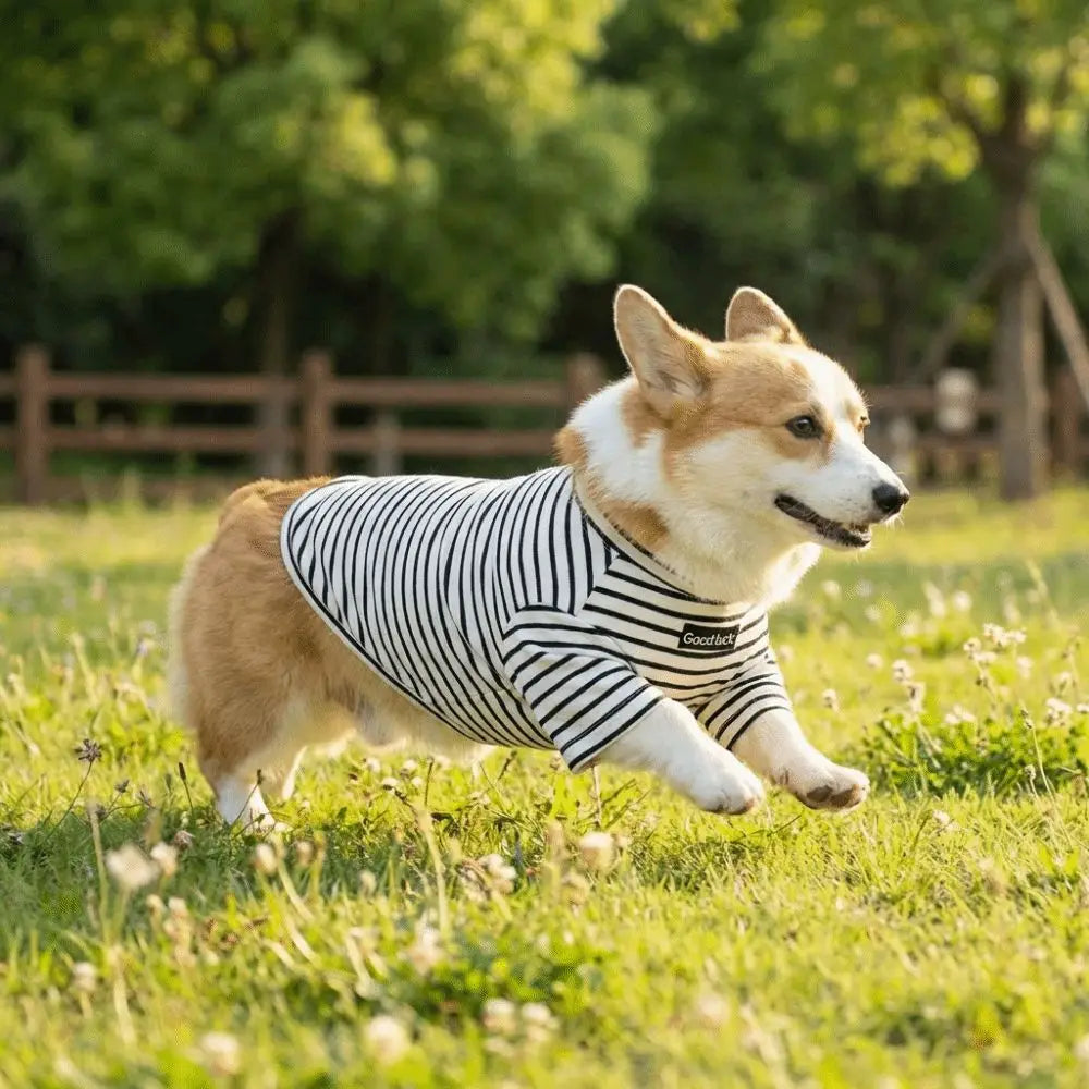 Dog Clothing High Collar Dog Thermal Shirt - ProPawPet.com