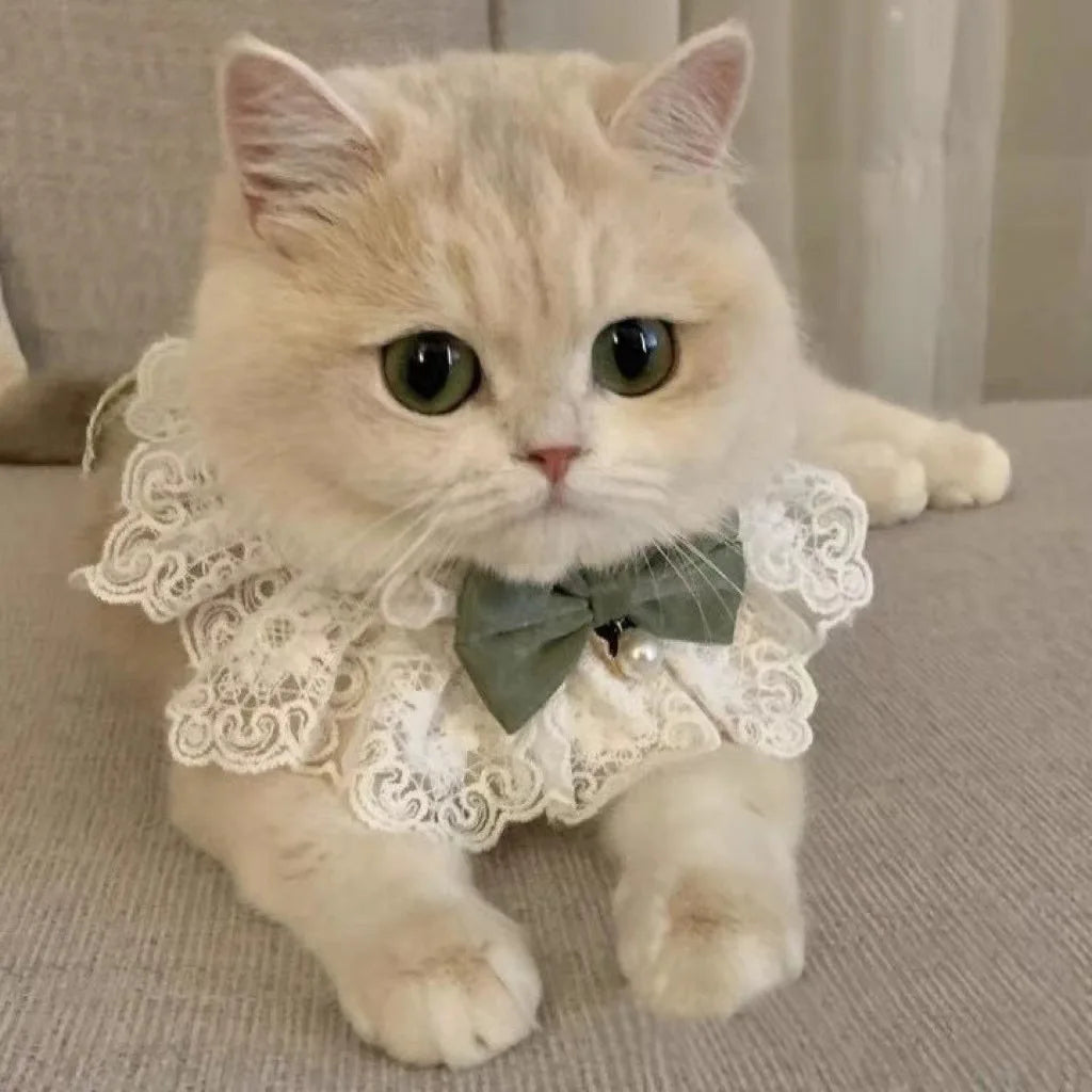Pearl Dog Collar Jewelled Silk Wedding Cat - ProPawPet.com
