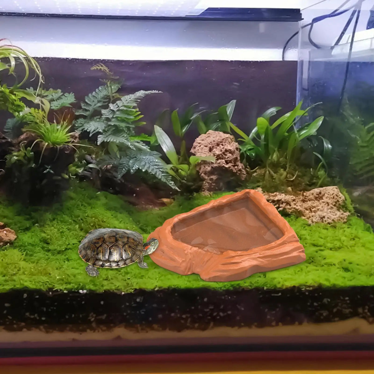 Tortoise Water Dish Reptile Bath Basin - ProPawPet.com
