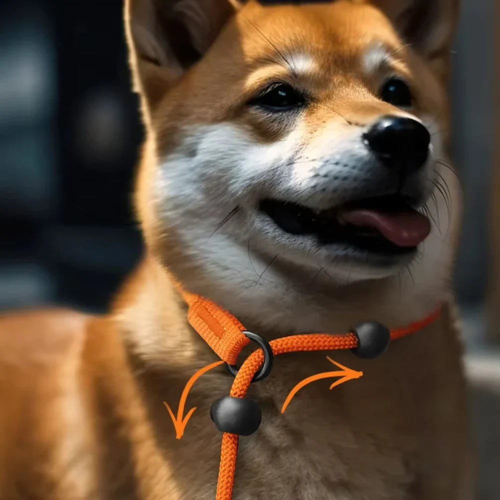Nylon Slip Lead Dog Slip Leash and Collar - ProPawPet.com