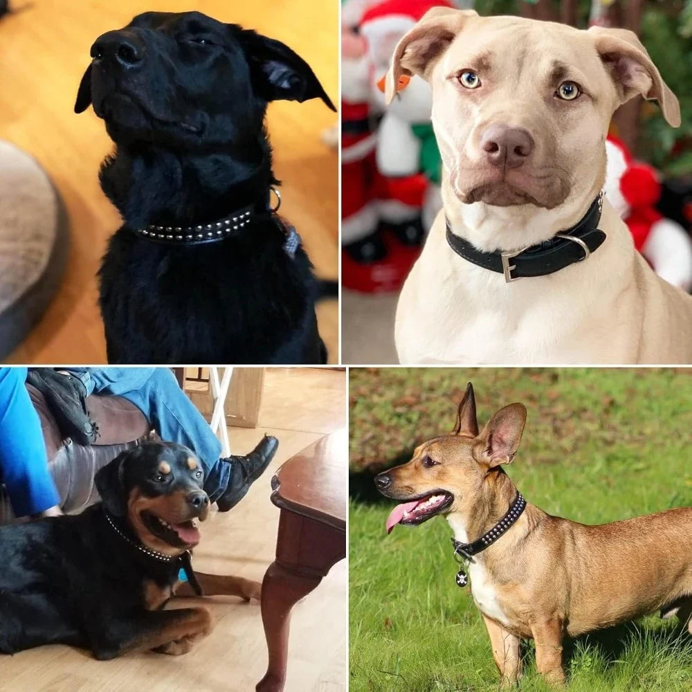 Adjustable Faux Leather Dog Collar, Studded - ProPawPet.com