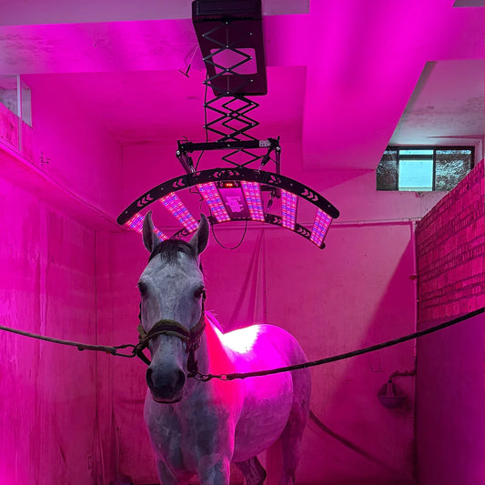 700W Horse Solarium Equine Red Light Therapy - ProPawPet.com