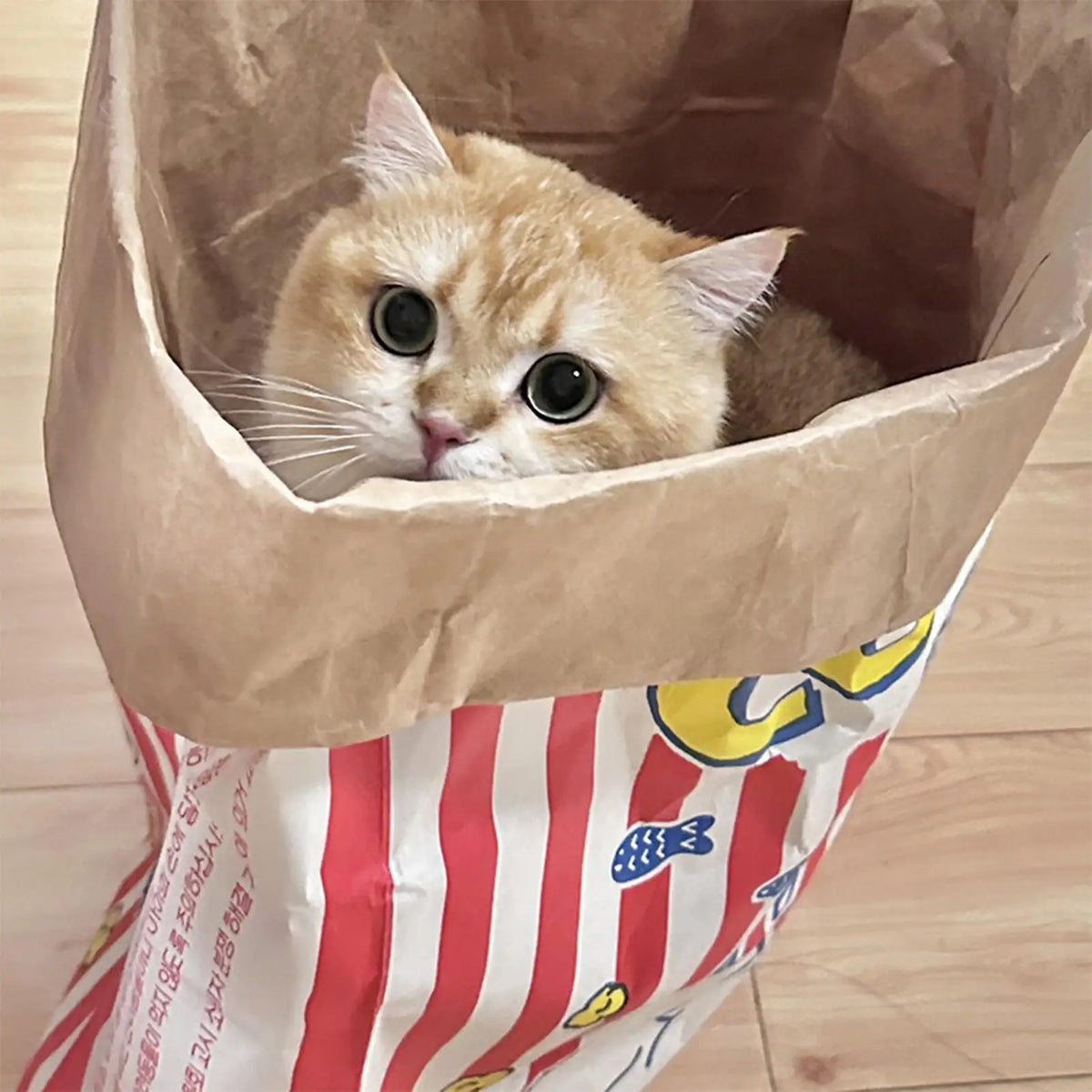 Interactive Crinkle Cat Bag Rustling Paper - ProPawPet.com