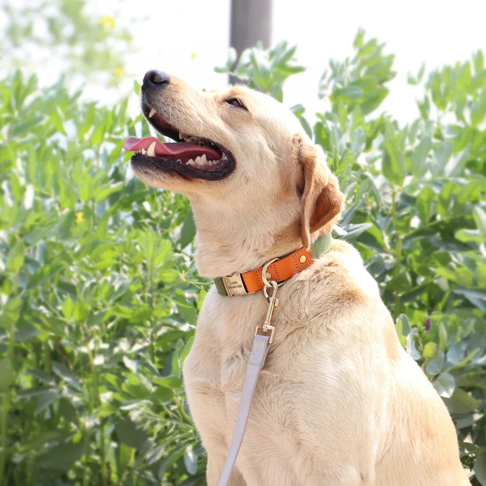 Nylon Custom Dog Puppy Collar Leash Set - ProPawPet.com