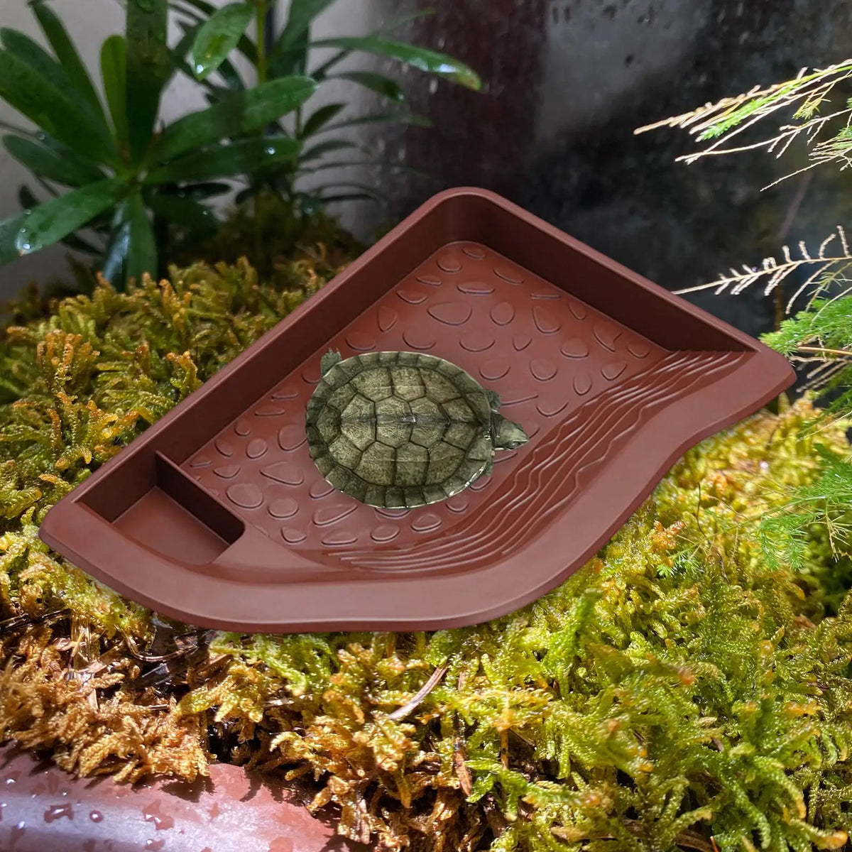 Turtle Bathing Pool with Ramp Large Food Dish – Reptile Supplies