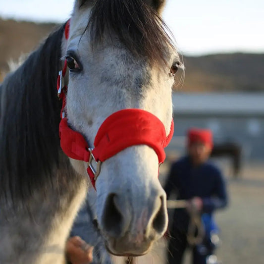 Double Layer Fleece Horse Halter Adjustable - ProPawPet.com