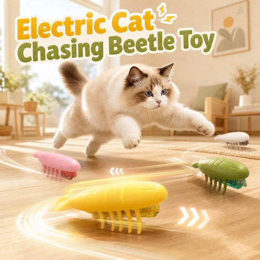 Interactive Play Electric Cat Chasing Beetle - ProPawPet.com