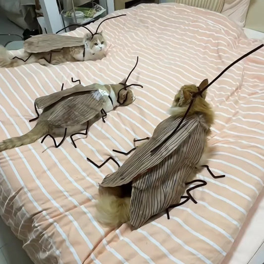 Creative DIY Cat Cockroach Clothing Indoor - ProPawPet.com