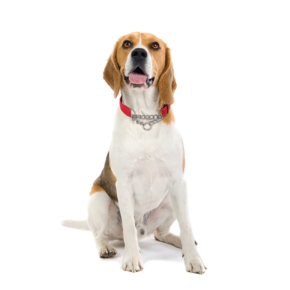 Stainless Steel Chain Martingale Collar - - ProPawPet.com