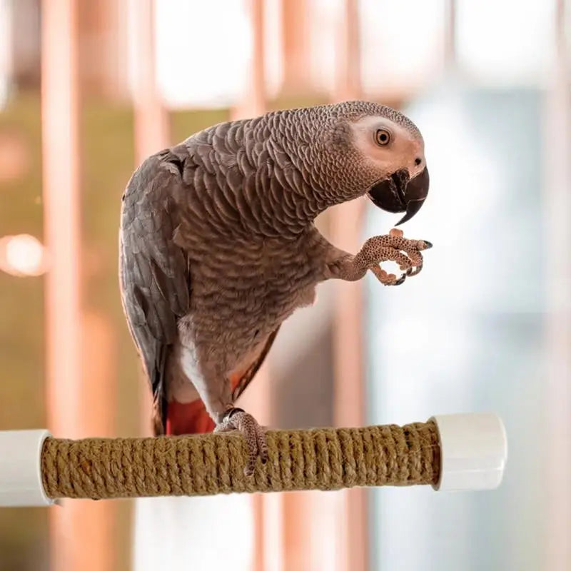 Suction Cup Bird Window And Shower Perch Toy - ProPawPet.com