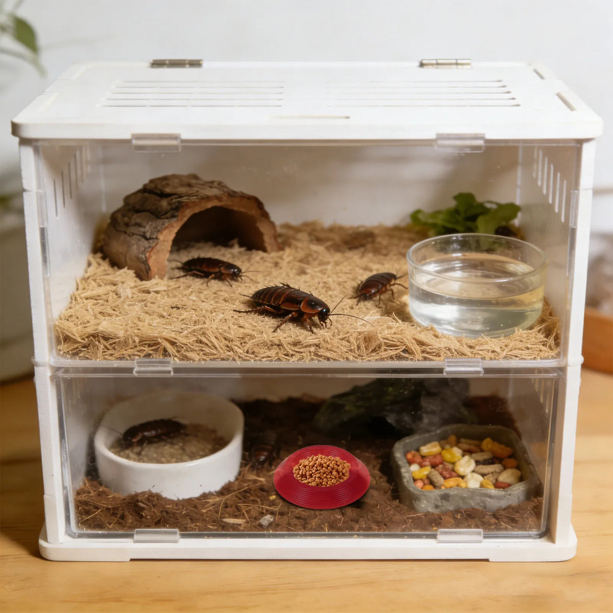 12Pcs Reptile Feeding Bowl Round Plastic - ProPawPet.com