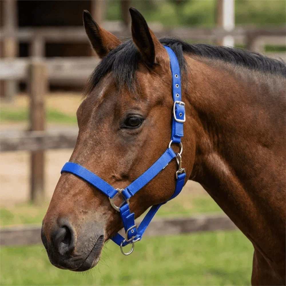 Universal Fit Adjustable Horse Halter Nylon - ProPawPet.com
