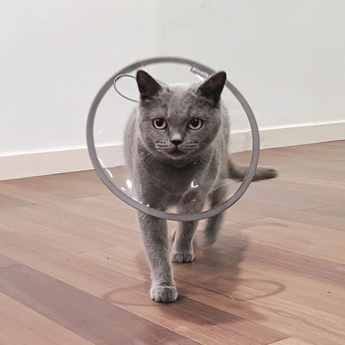  Pet Collar Transparent and Comfortable - ProPawPet.com