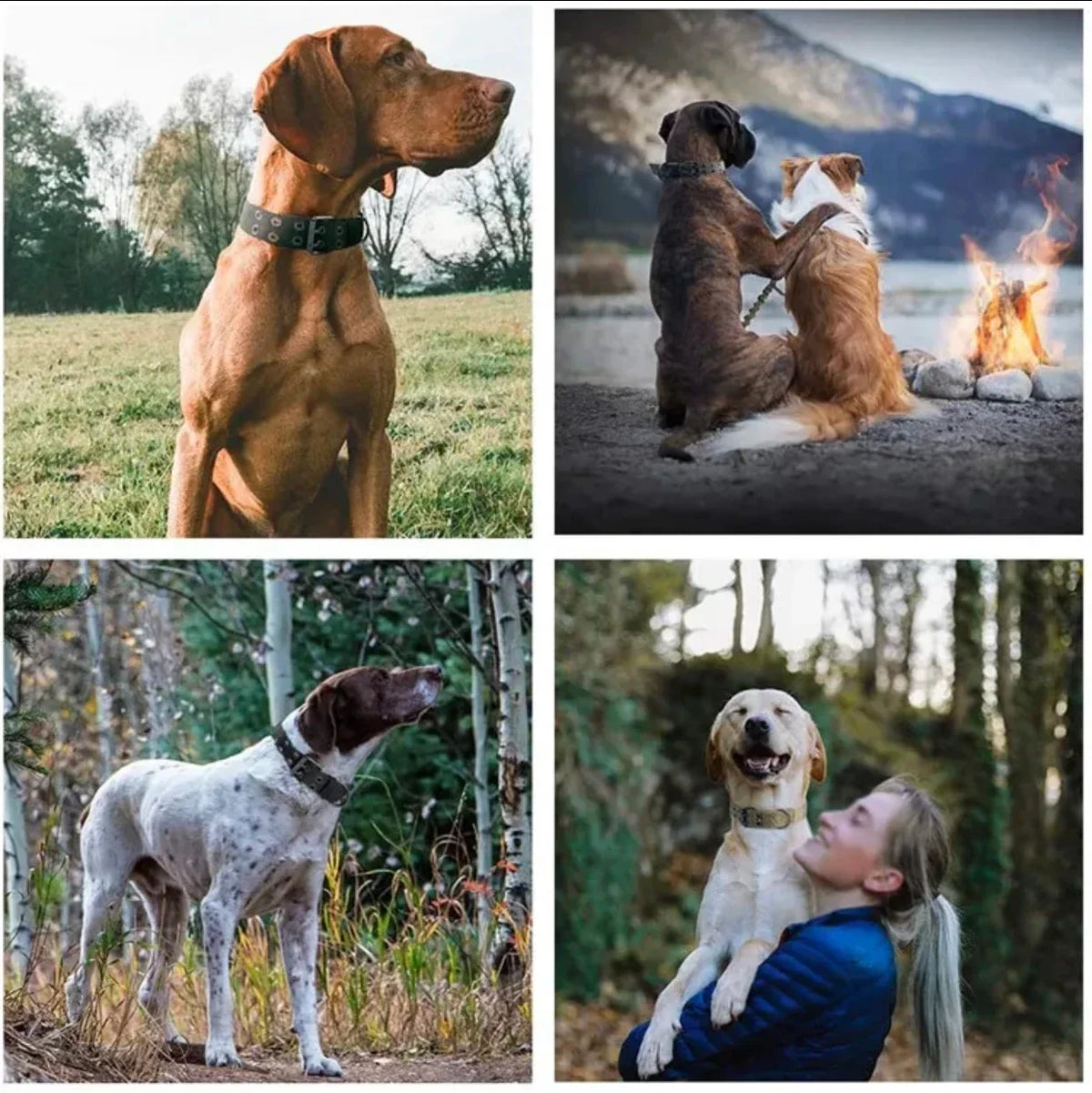 Adjustable Dog Collars Classic Reflective - ProPawPet.com