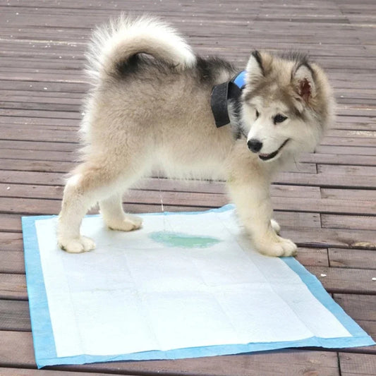 Super Absorbent Pet Diaper Disposable Dog - ProPawPet.com