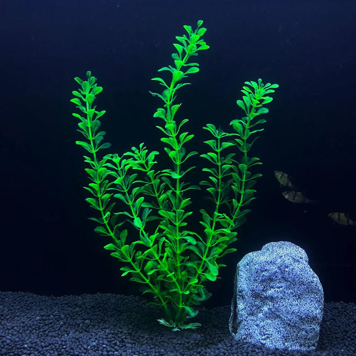 30cm High Aquarium Simulated Water Plants - ProPawPet.com