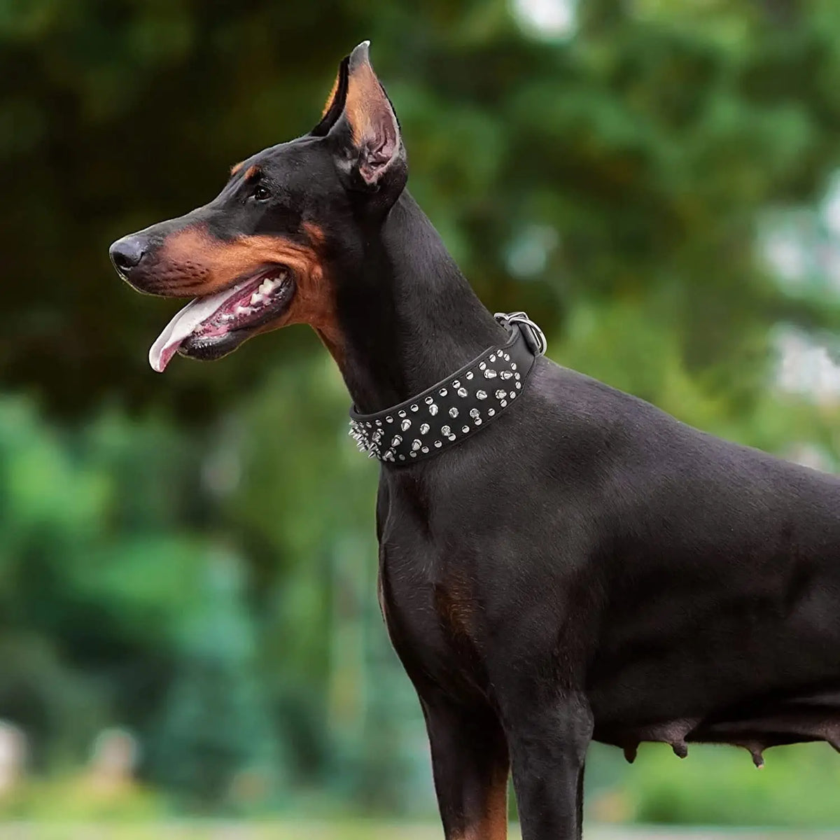 Spiked large dog collar For Medium Large - ProPawPet.com