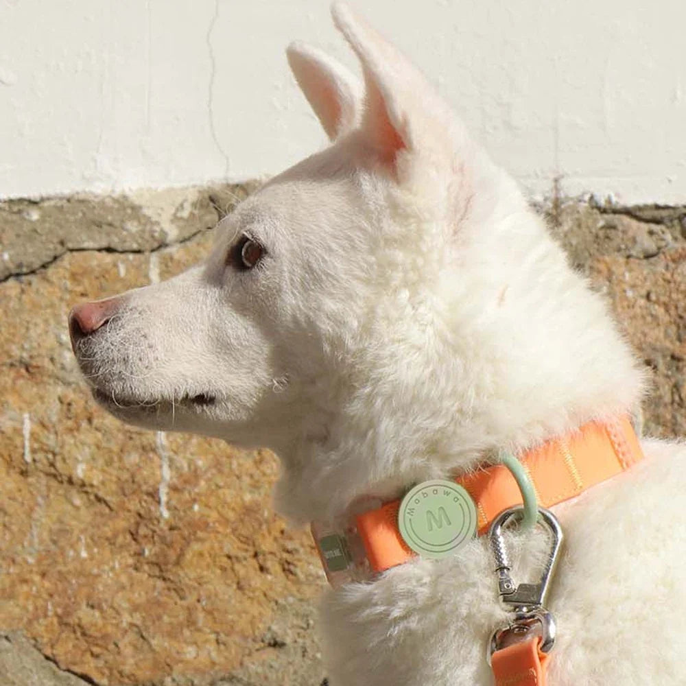 Transparent Buckle Candy Color Small Medium - ProPawPet.com