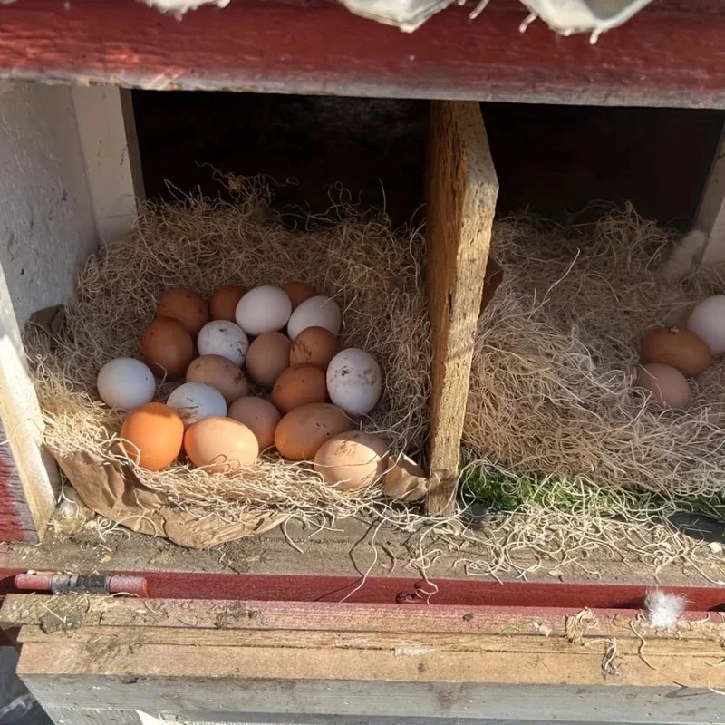 5/10pcs Chicken Coop Chick Bird Rabbit Mat - ProPawPet.com