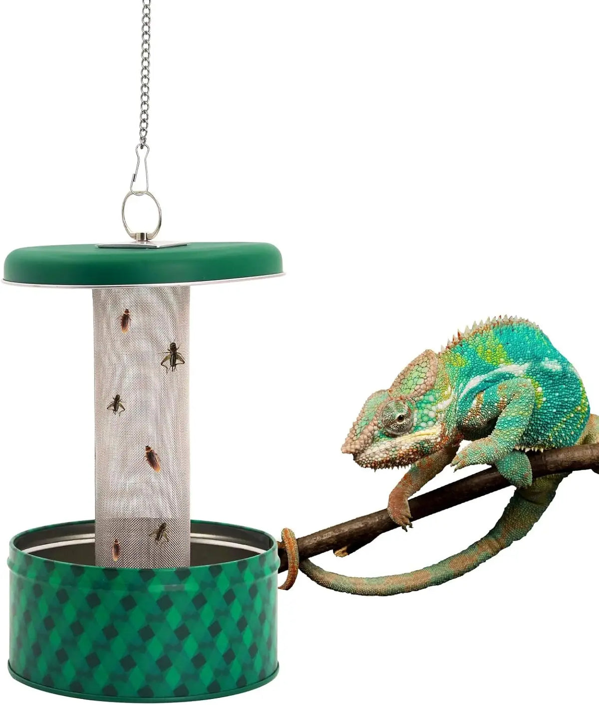 Bearded Dragon Feeder Chameleon Bug Bowl - ProPawPet.com