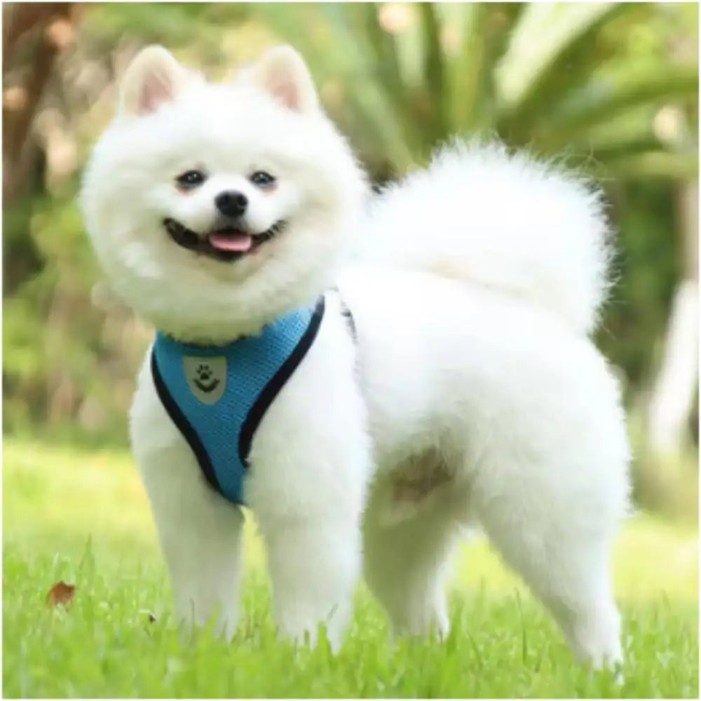 Safe Premium Adjustable Cat Harness and - ProPawPet.com