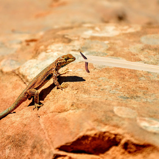 Bamboo Reptile Feeding Tweezer Anti-Static - ProPawPet.com