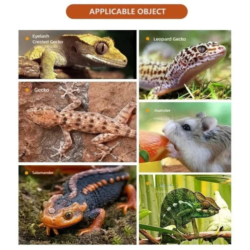 Automatic Reptile Water Dish Reusable - ProPawPet.com