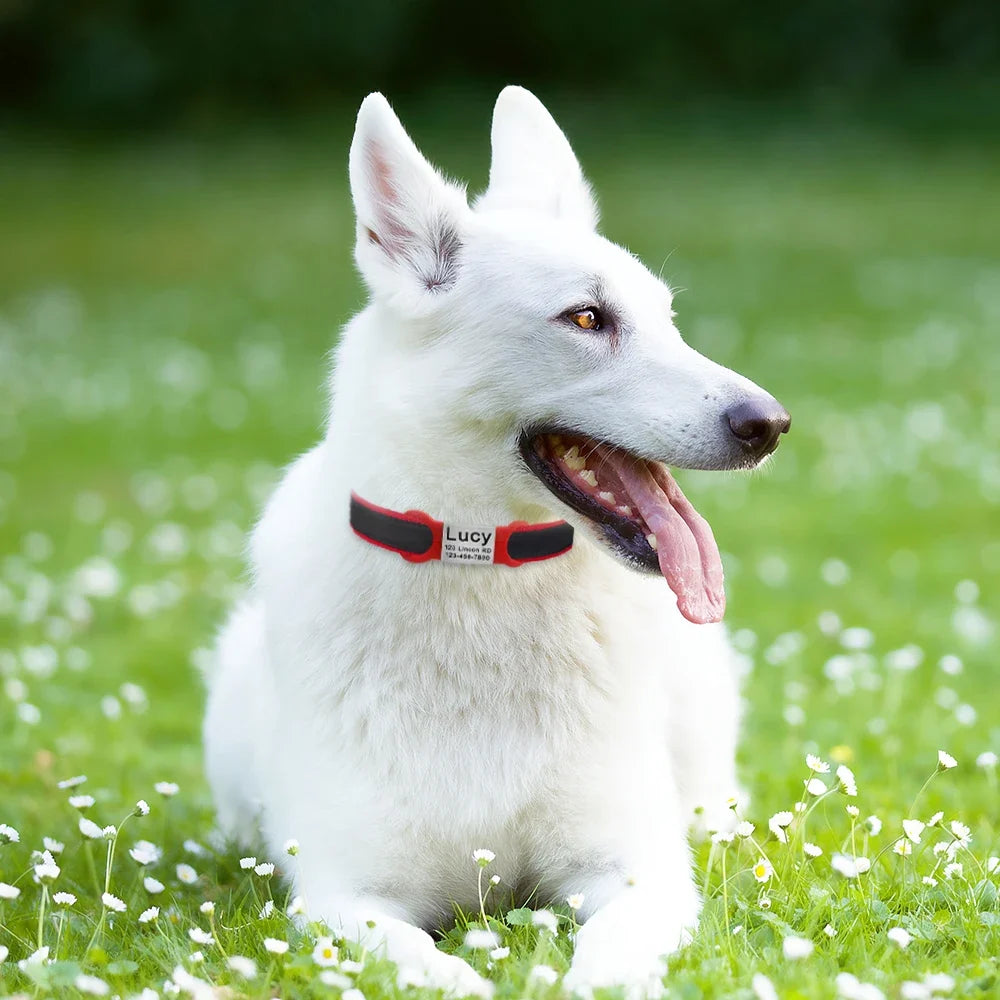 Nameplate Engraved Id Tag Dog Cat Collar - ProPawPet.com