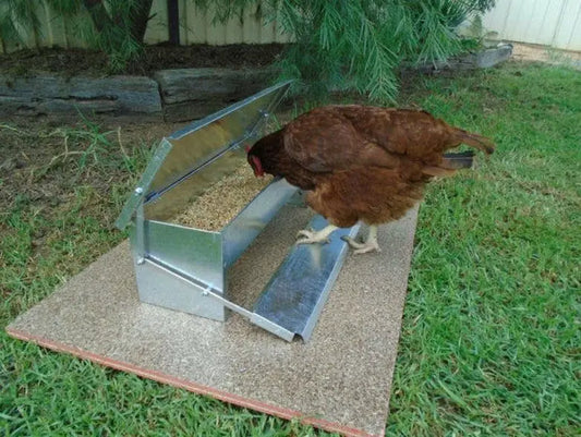 Automatic Chicken Feeder for Chickens Ducks - ProPawPet.com