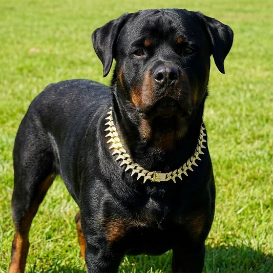 Sparkling Rhinestone Dog Collar, Luxury - ProPawPet.com