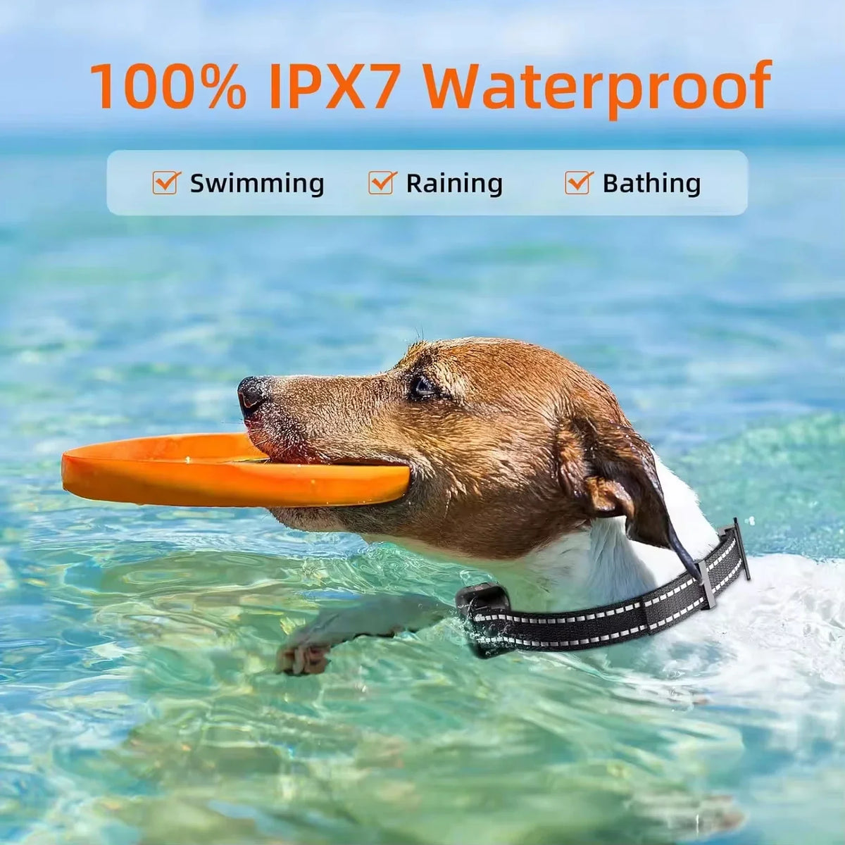 Paipaitek 1000M Dog Training Collar All Size - ProPawPet.com