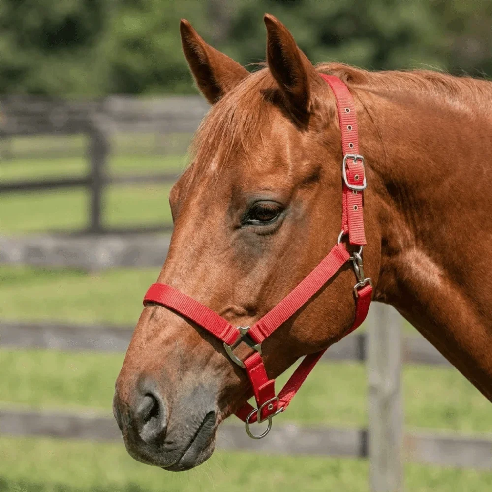 Universal Fit Adjustable Horse Halter Nylon - ProPawPet.com