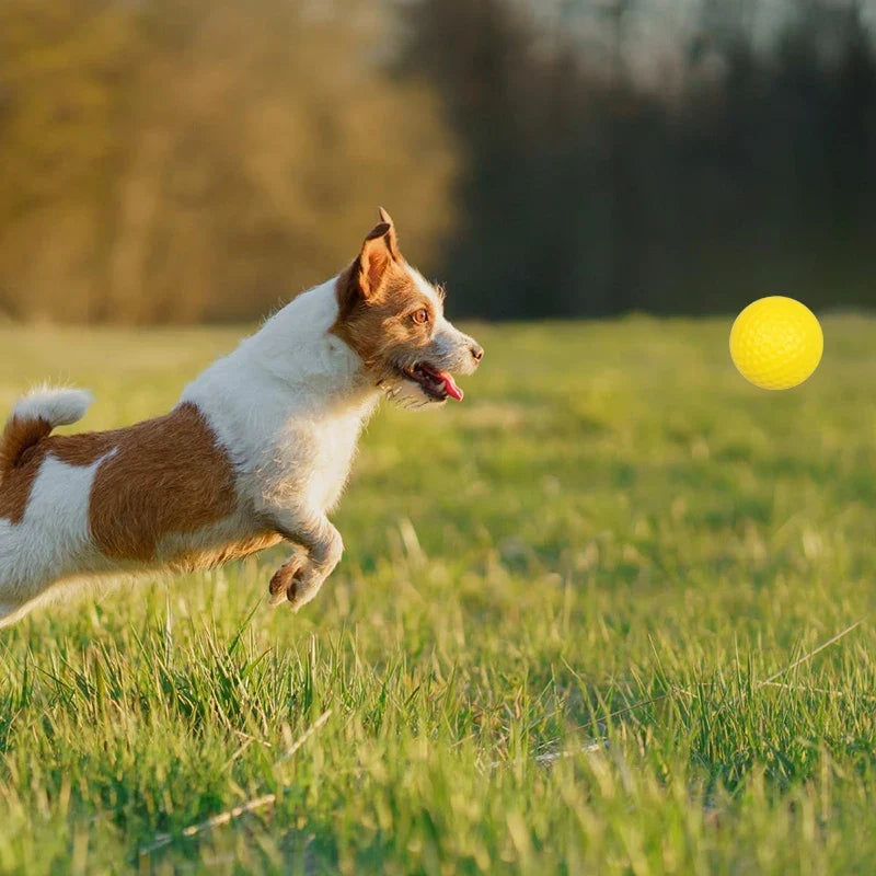2~10pcs Durable Dog Chewing Squeak Toy Ball - ProPawPet.com
