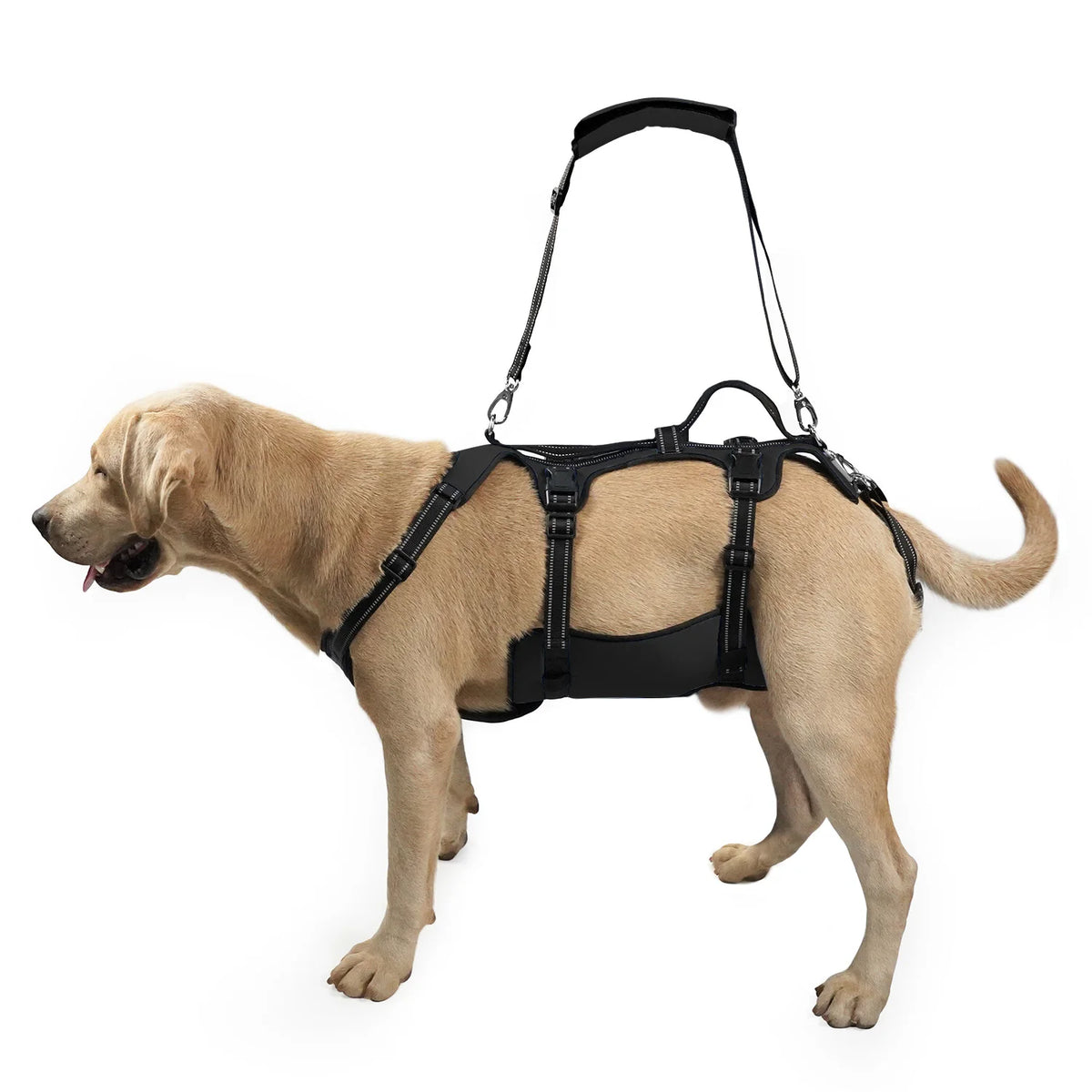 Coodeo Dog Back Brace for Pain Post – Dog Supplies