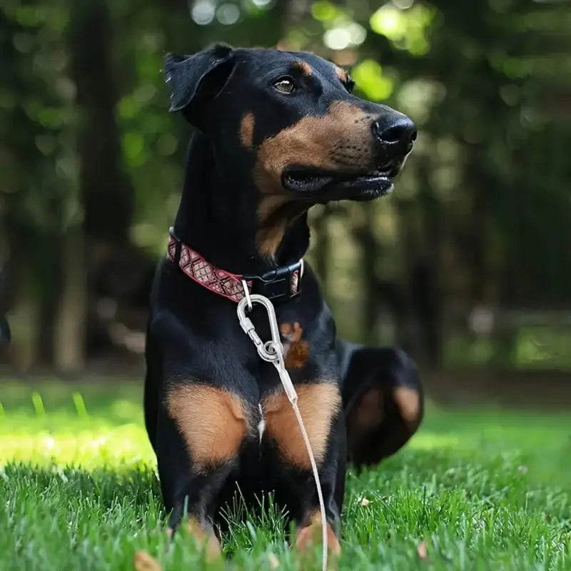 Heavy-Duty Reflective Dog Tie-Out - ProPawPet.com
