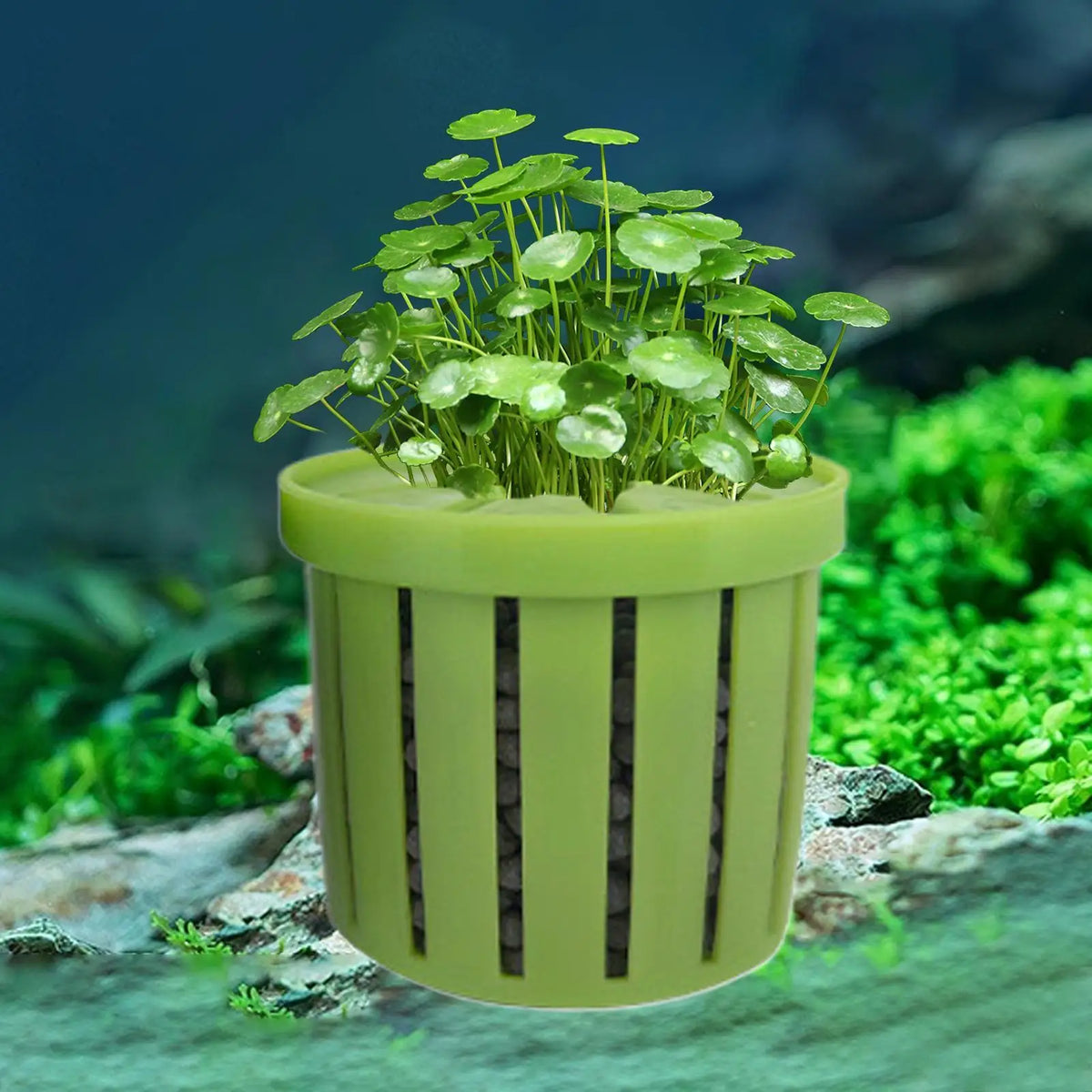 Aquarium Plant Holder Stable Fish Tank Plant - ProPawPet.com