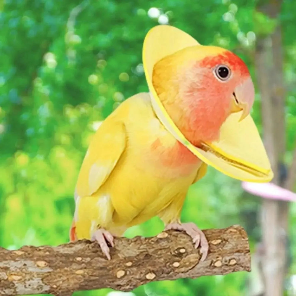 Anti Bite Bird Elizabethan Collar Breathable - ProPawPet.com