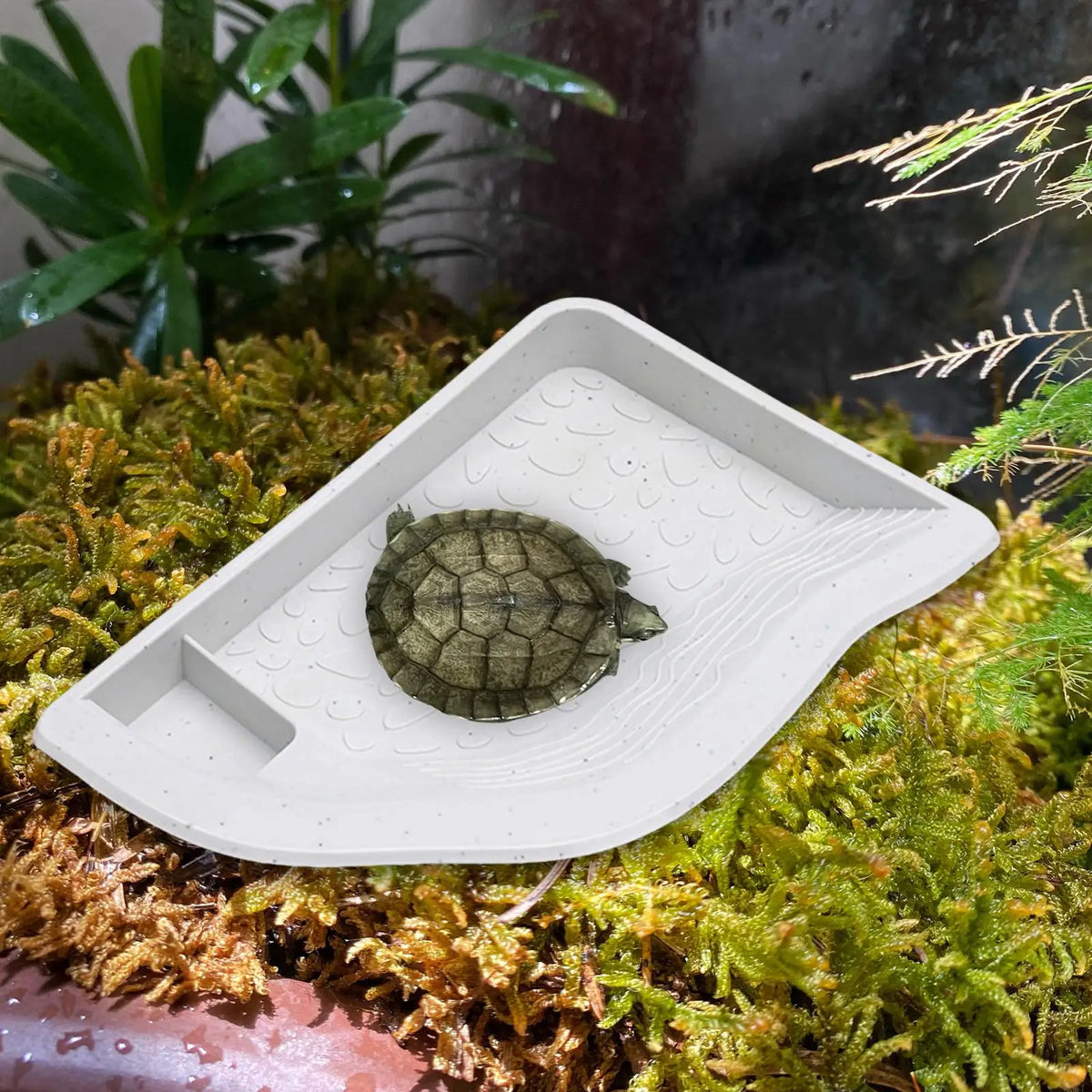 Turtle Bathing Pool with Ramp Large Food Dish – Reptile Supplies