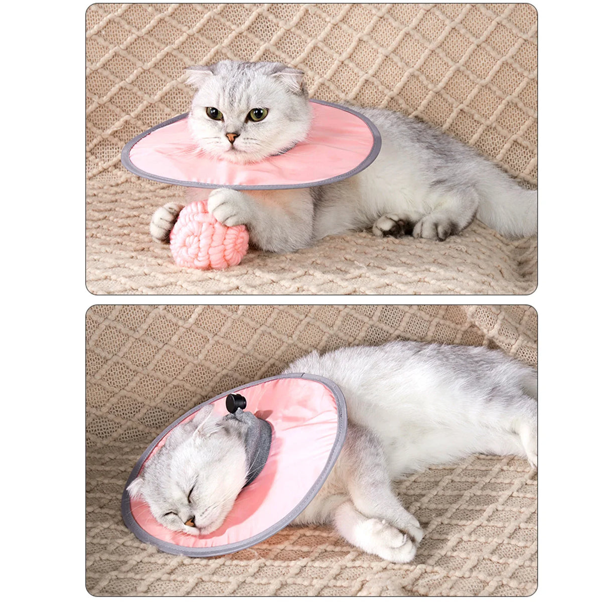 Post-Surgery Recovery Collar for Cats - ProPawPet.com