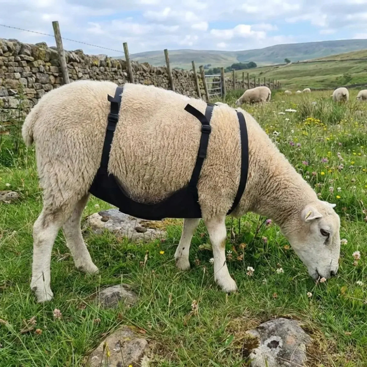 Breathable Wear Resistant Livestock Anti - ProPawPet.com