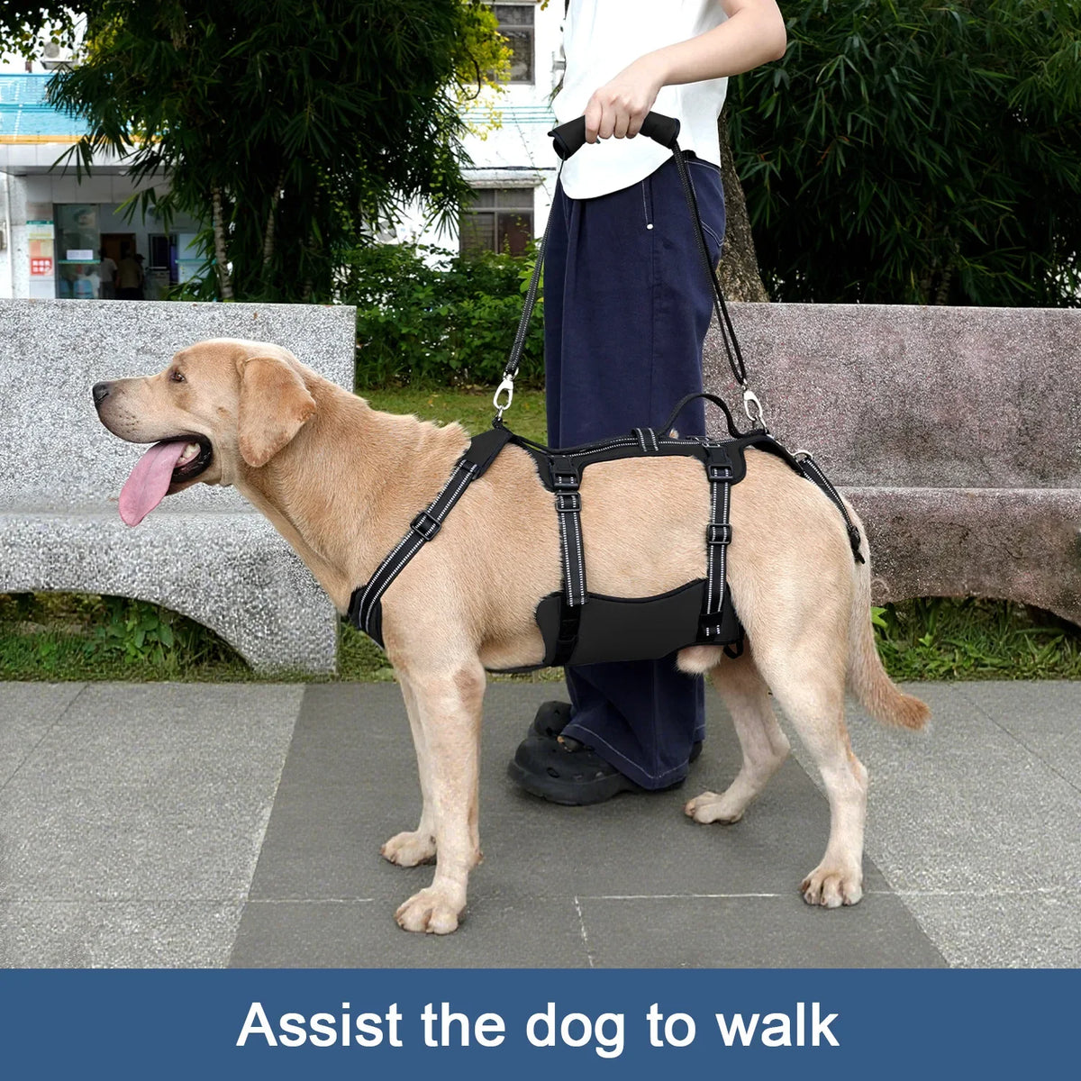 COODEO Dog Back Brace For Back Pain Post - ProPawPet.com