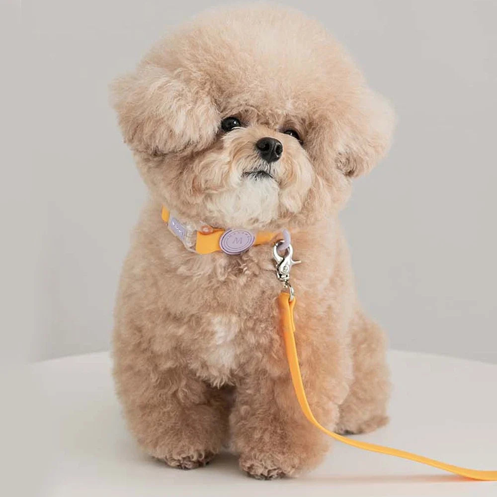 Transparent Buckle Candy Color Small Medium - ProPawPet.com