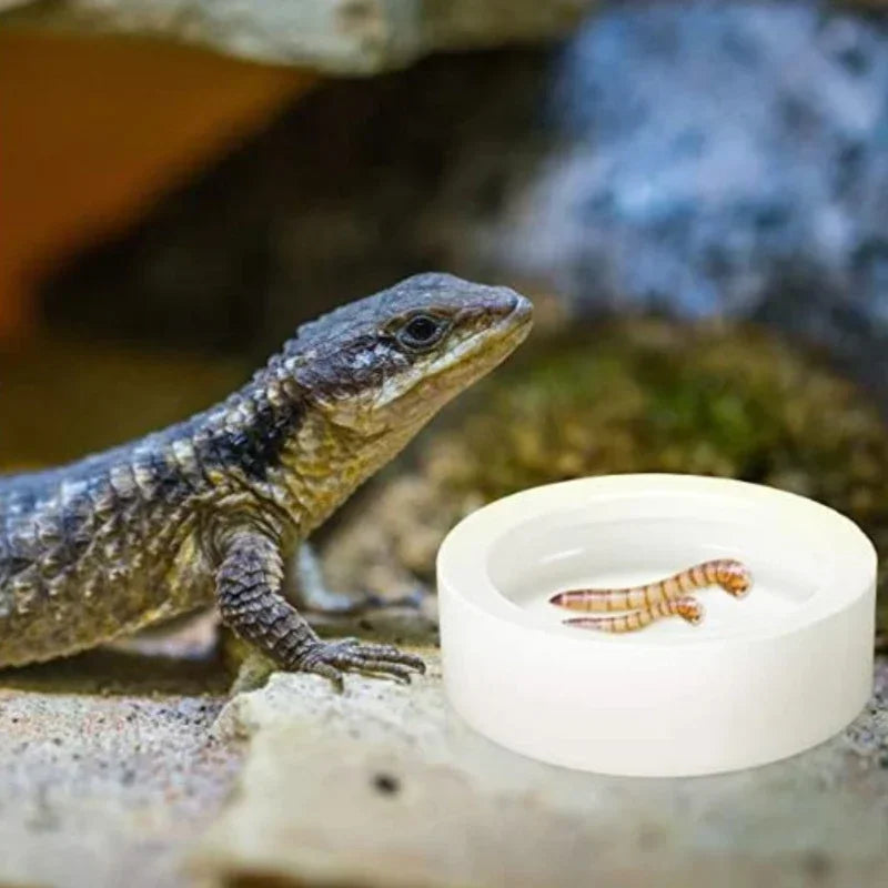 Reptile Food Bowl Anti-Escape Ceramic Feeder - ProPawPet.com