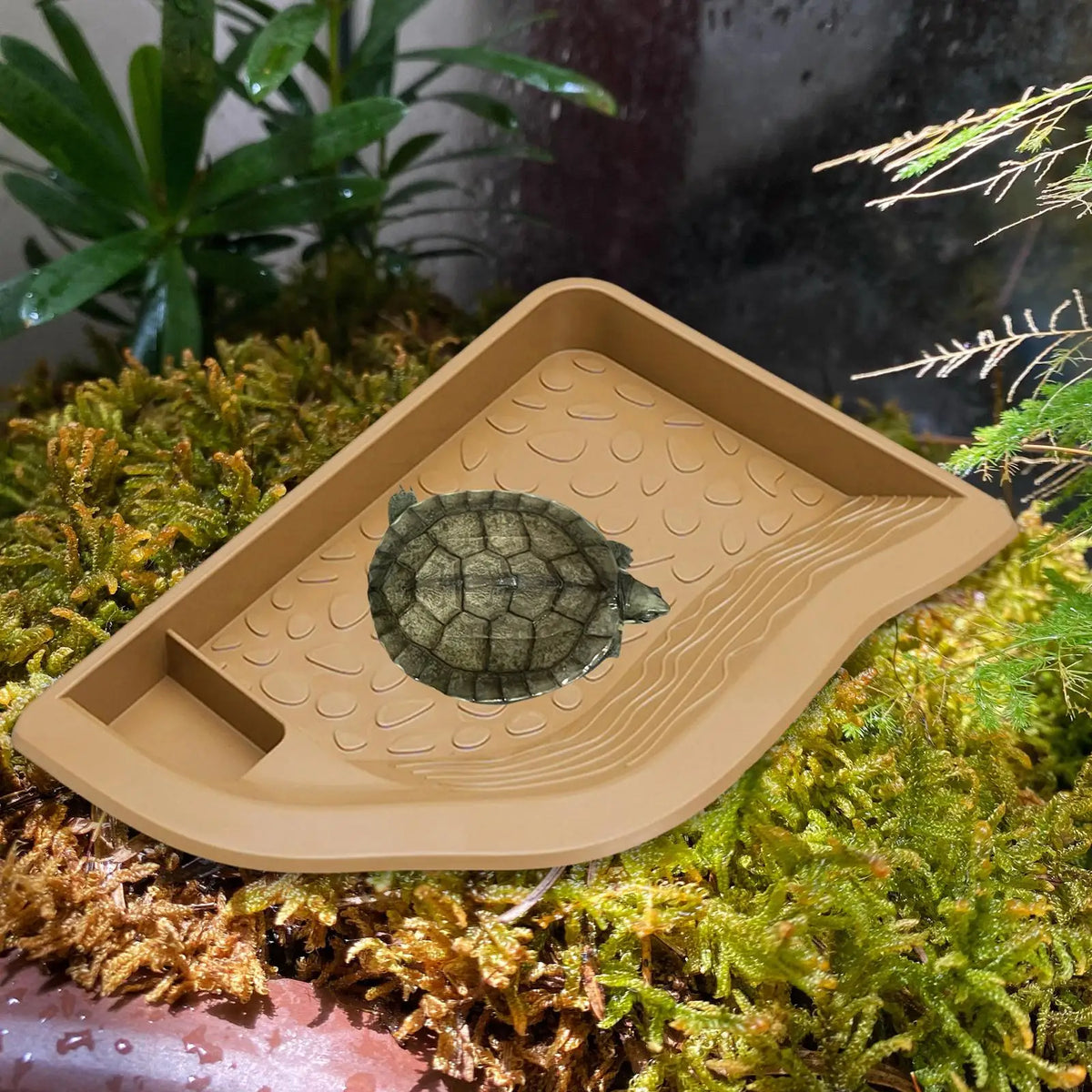 Turtle Bathing Pool with Ramp Large Food Dish – Reptile Supplies