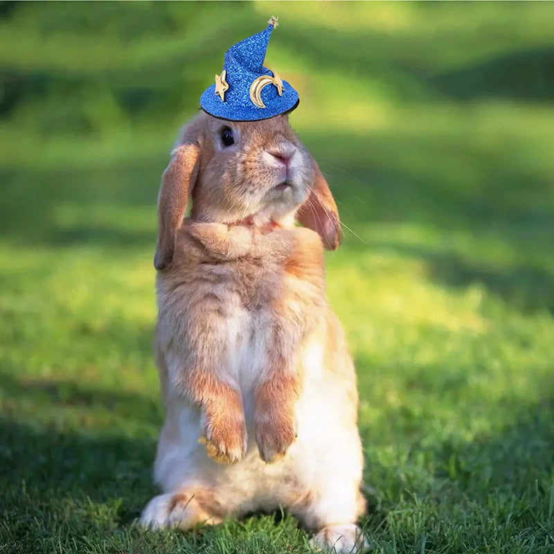 Mini Witch Hat for Small Animals Adjustable - ProPawPet.com