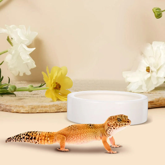 2Pcs Heavy Duty Ceramic Reptile Feeding Dish - ProPawPet.com
