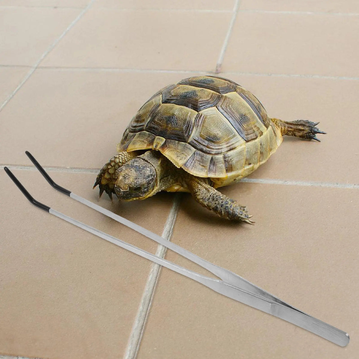 2Pcs Stainless Steel Pet Feeding Tweezers - ProPawPet.com