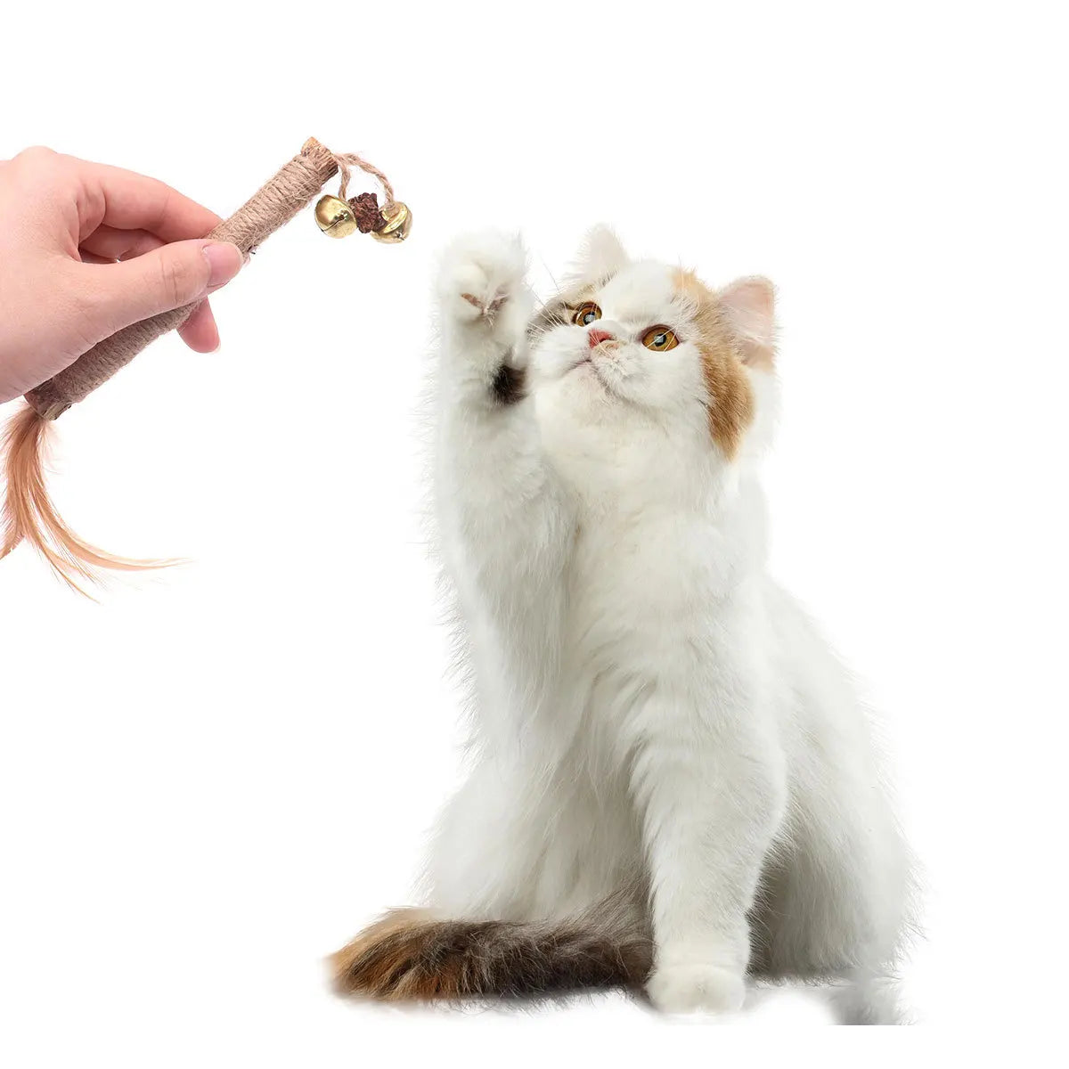 Cat Wooden Polygonum Stick Cat Teething - ProPawPet.com