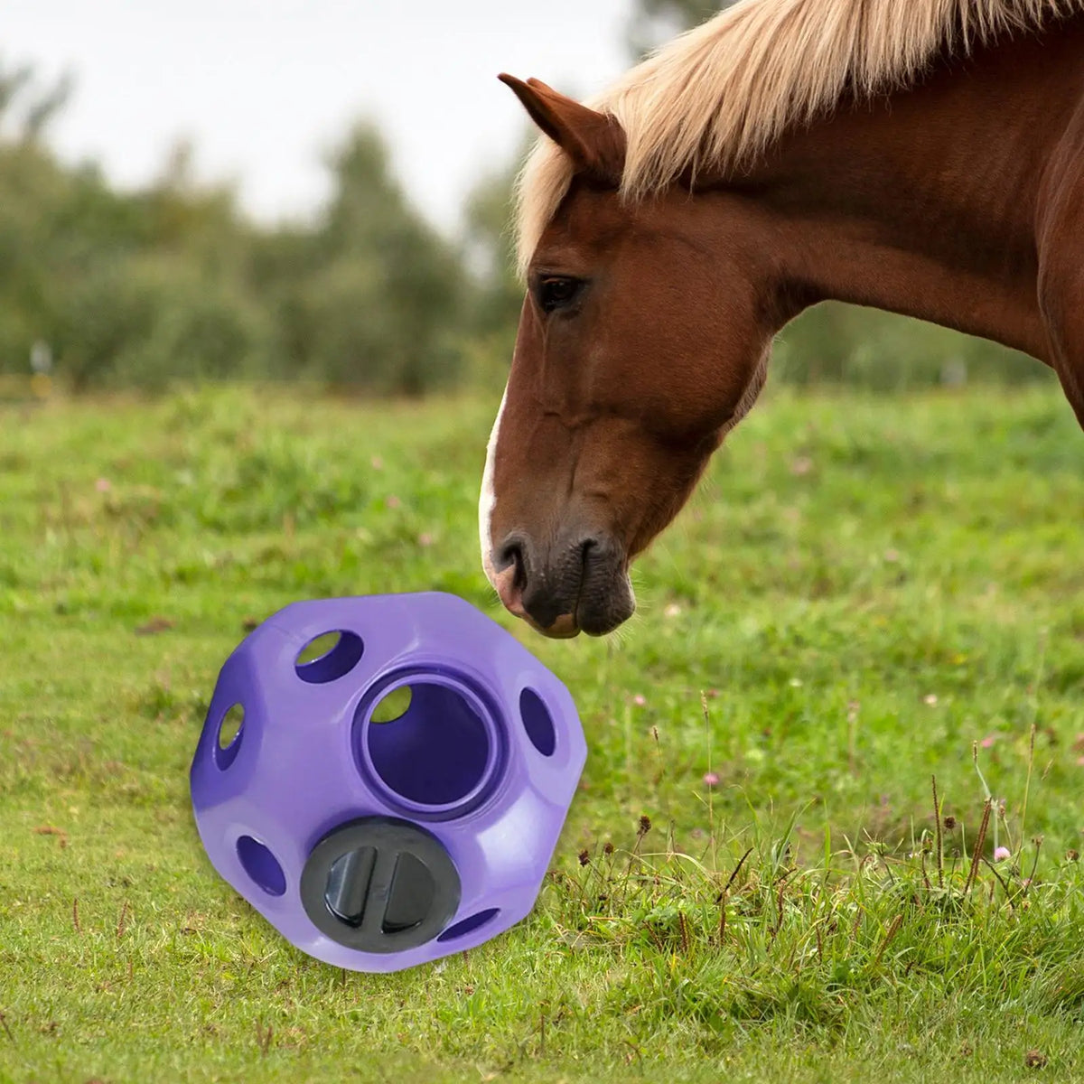 Fun 15 7 Horse Treat Ball Horse Toys Feed - ProPawPet.com