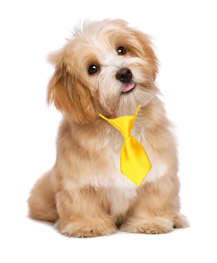 25/50/100pcs Small Dog Ties Solid Adjustable - ProPawPet.com